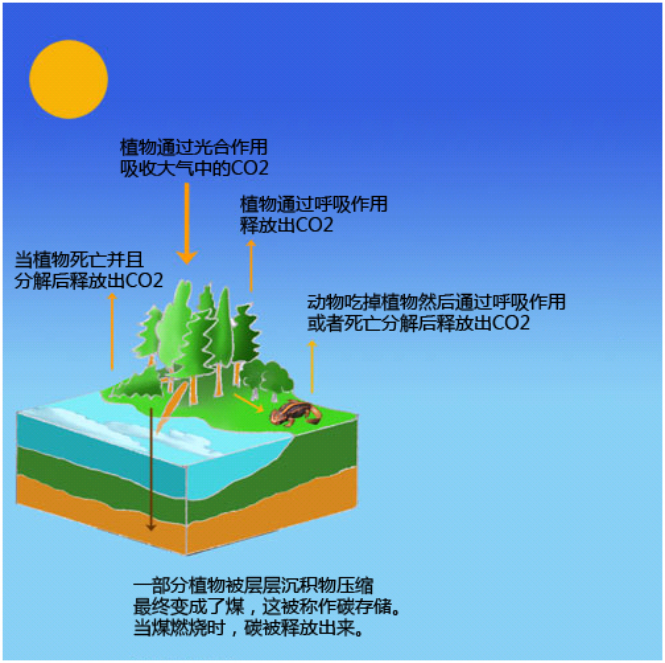 煤是一種化石燃料，所以燒煤產(chǎn)生的CO2排放量較高.png